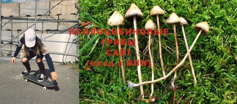 Галлюциногенные грибы Cubensis  это какой сайт  Будённовск  где купить  